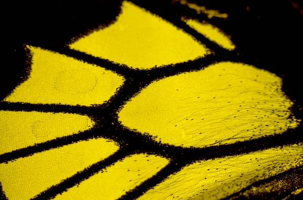 Mikroskop altında kelebek kanatları