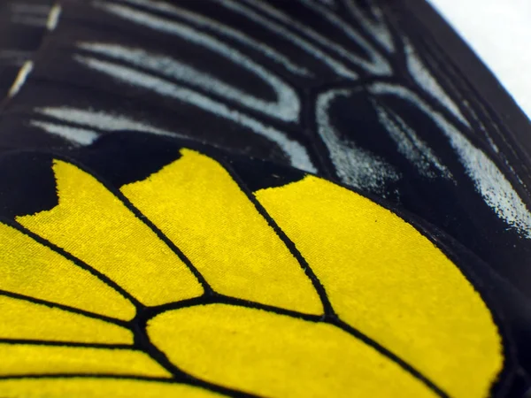 Mikroskop altında kelebek kanatları