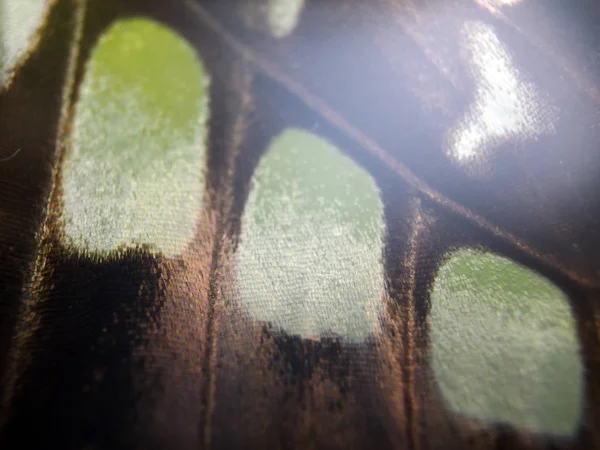 Mikroskop altında kelebek kanatları