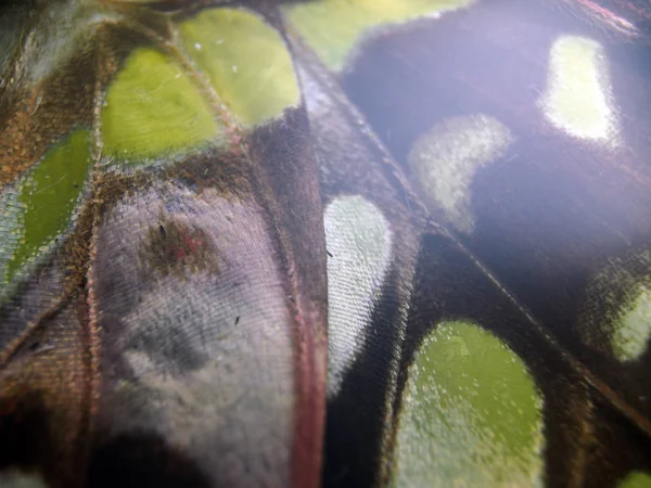 Ali Farfalla Microscopio — Foto Stock