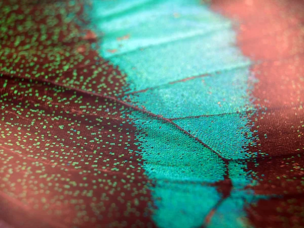 Mikroskop altında kelebek kanatları