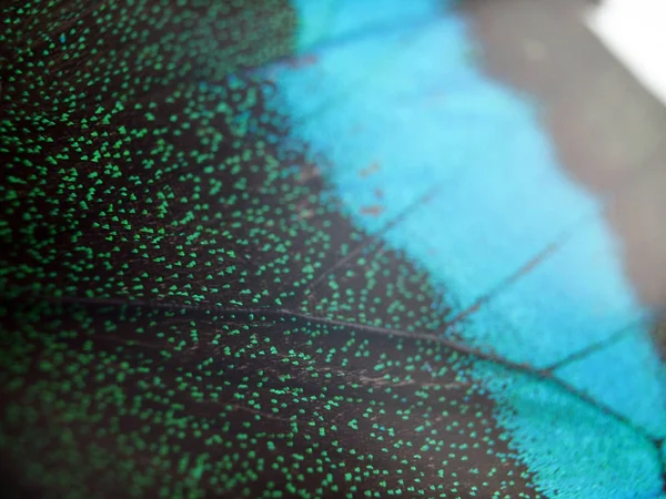 Mikroskop altında kelebek kanatları