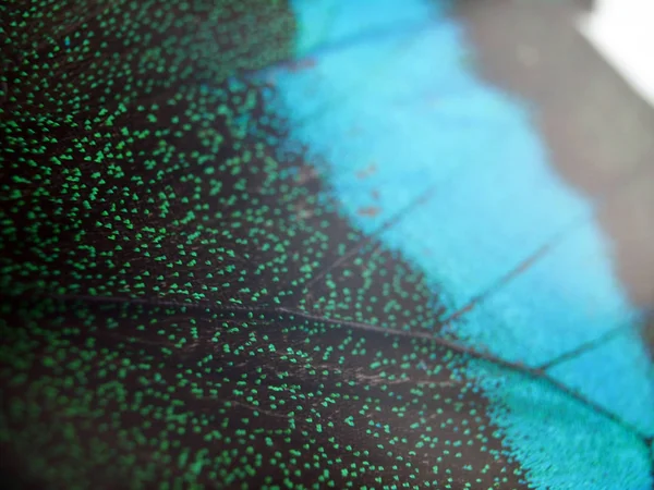 Mikroskop altında kelebek kanatları