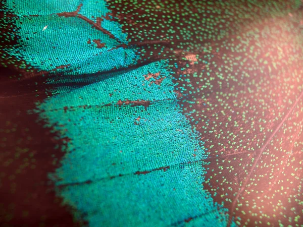 Mikroskop altında kelebek kanatları