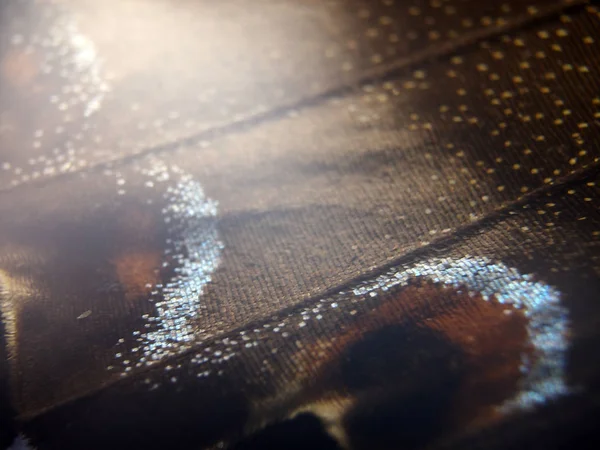 Mikroskop altında kelebek kanatları