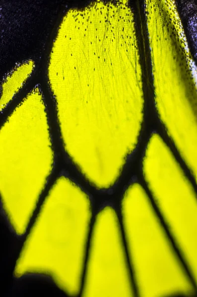 Mikroskop altında kelebek kanatları