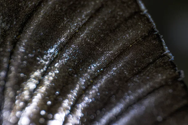 Mikroskop altında kelebek kanatları