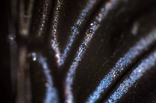 Mikroskop altında kelebek kanatları