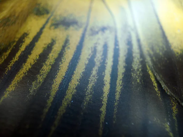 Mikroskop altında kelebek kanatları