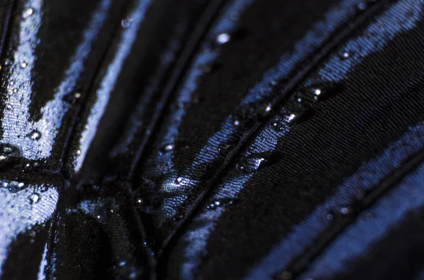 Mikroskop altında kelebek kanatları