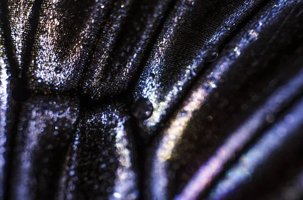 Mikroskop altında kelebek kanatları