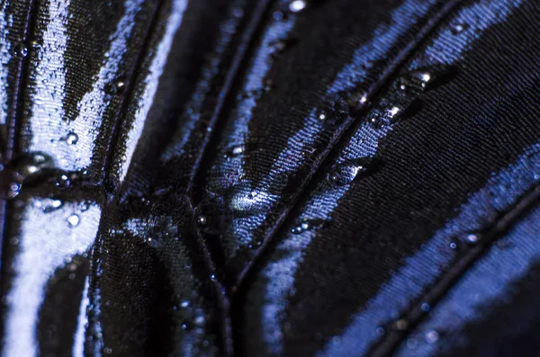 Mikroskop altında kelebek kanatları