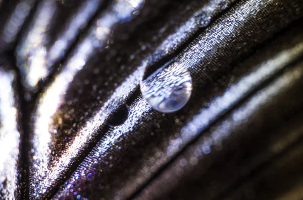 Mikroskop altında kelebek kanatları