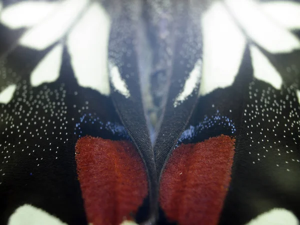 Butterfly Wings Microscope — Stock Photo, Image