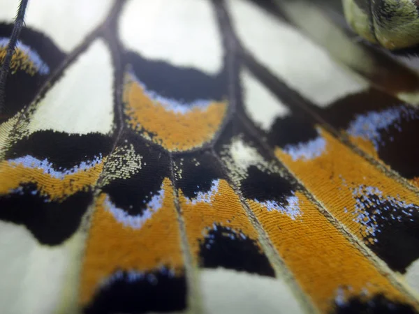 Butterfly Wings Microscope — Stock Photo, Image