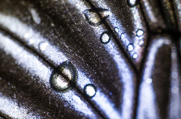 Mikroskop altında kelebek kanatları