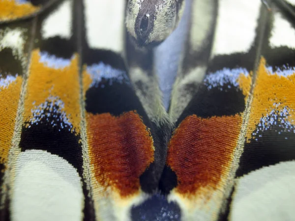 Asas Borboleta Microscópio — Fotografia de Stock