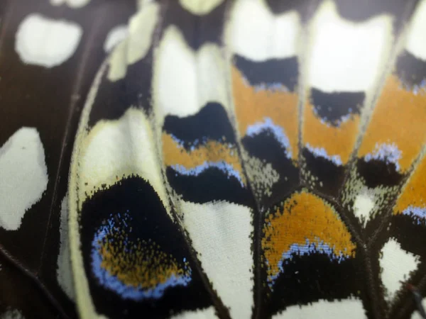 butterfly under microscope