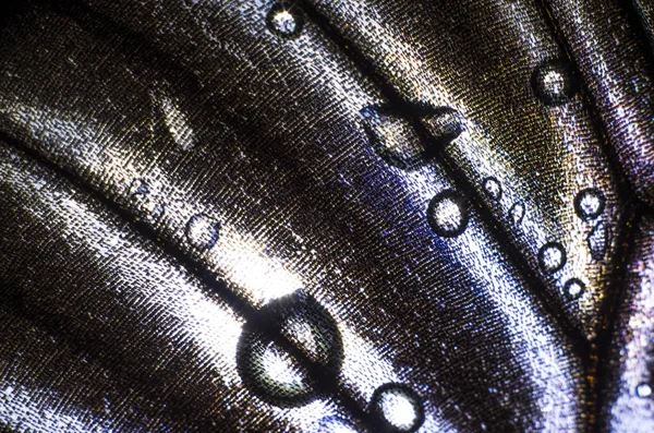 Mikroskop altında kelebek kanatları