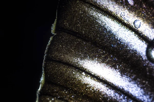 Mikroskop altında kelebek kanatları