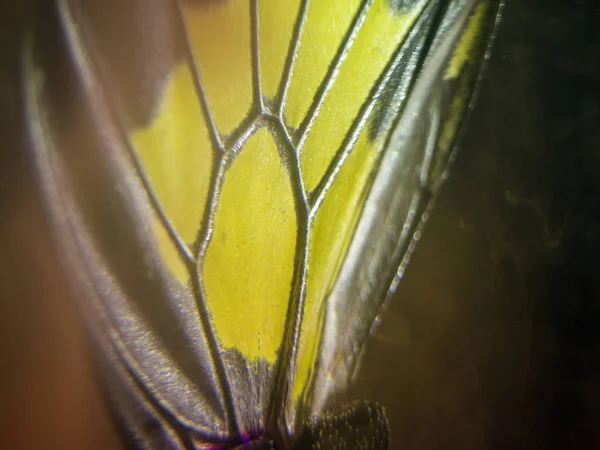 Butterfly Wings Microscope — Stock Photo, Image
