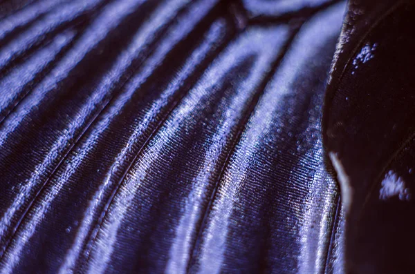 Mikroskop altında kelebek kanatları