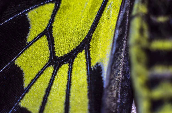 makro bir kelebek kanat