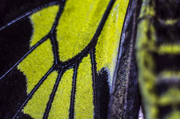 Macro Butterfly Wings — Stock Photo, Image