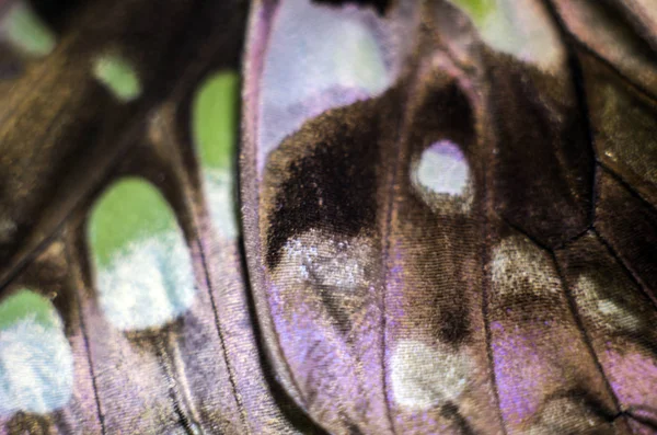 Macro Umas Asas Borboleta — Fotografia de Stock