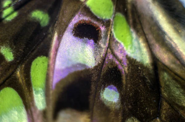 Perhosen Siipien Makro — kuvapankkivalokuva