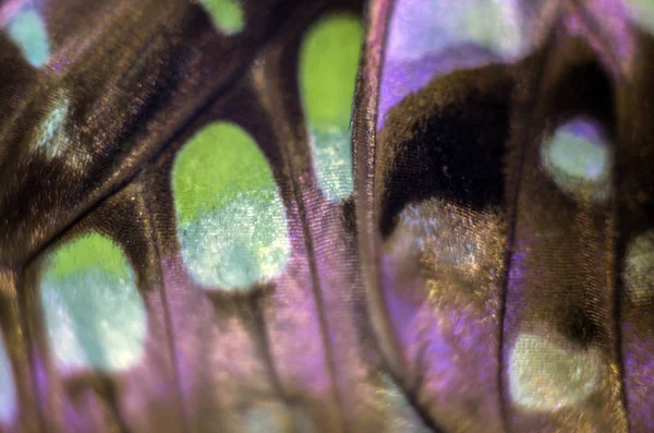 Makro Bir Kelebek Kanat — Stok fotoğraf