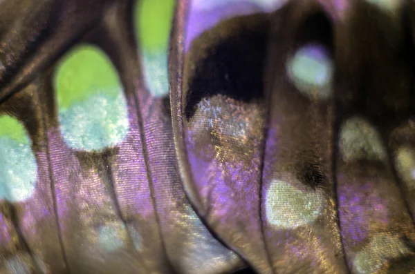Makro Bir Kelebek Kanat — Stok fotoğraf