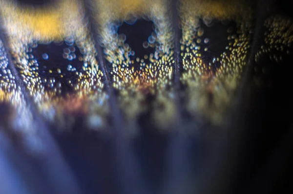 makro bir kelebek kanat