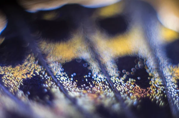 makro bir kelebek kanat