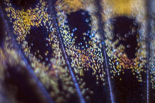 makro bir kelebek kanat