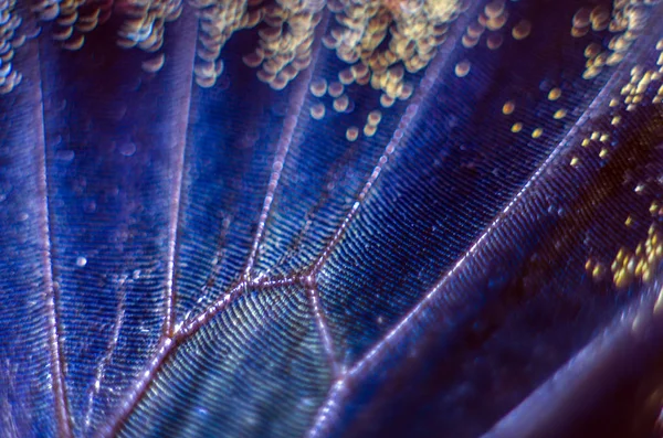 makro bir kelebek kanat