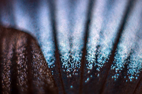 makro bir kelebek kanat