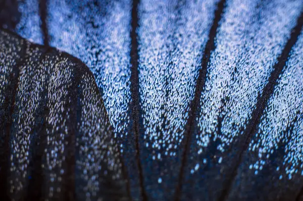 makro bir kelebek kanat