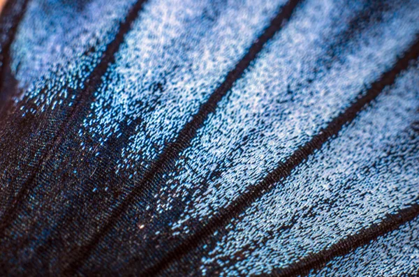 makro bir kelebek kanat