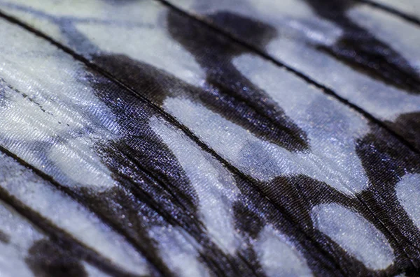 makro bir kelebek kanat