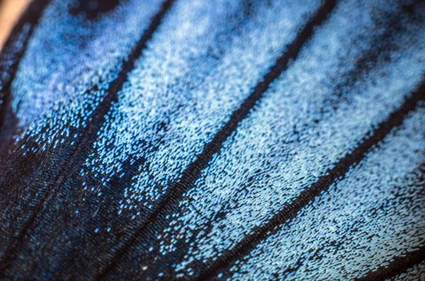 makro bir kelebek kanat