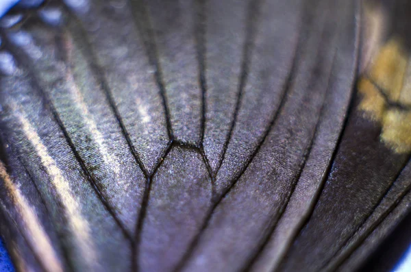 makro bir kelebek kanat