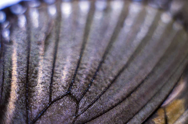 makro bir kelebek kanat