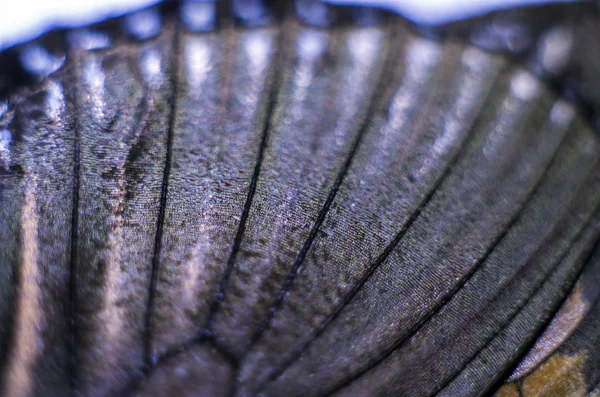 makro bir kelebek kanat