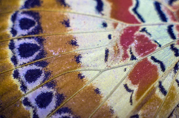 makro bir kelebek kanat