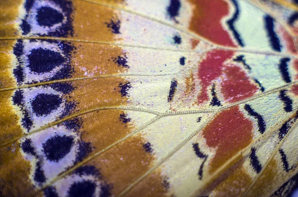 makro bir kelebek kanat