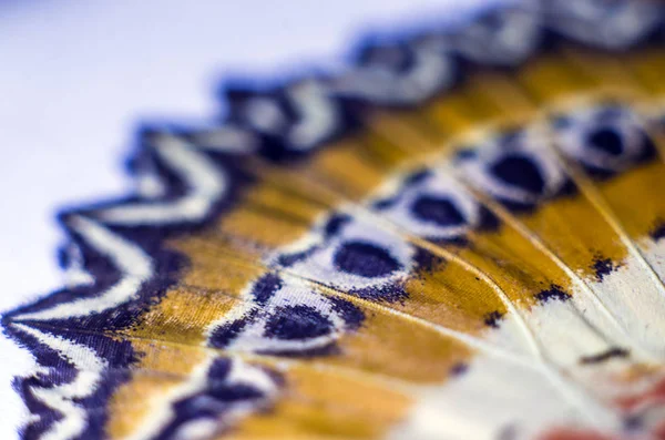 makro bir kelebek kanat