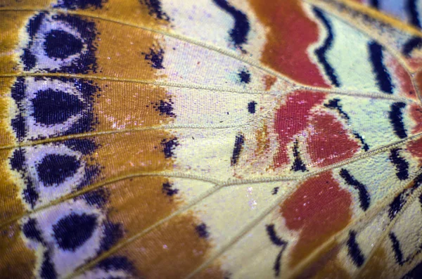 makro bir kelebek kanat