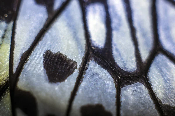 makro bir kelebek kanat