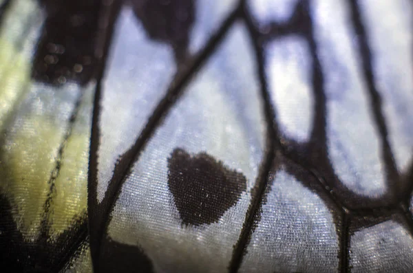 makro bir kelebek kanat